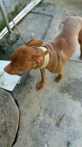 比特犬多少钱一只(比特犬 *** 价格)-警犬训练器材厂家 _警犬训练用品_工作犬训练用品-南京开久警犬装备