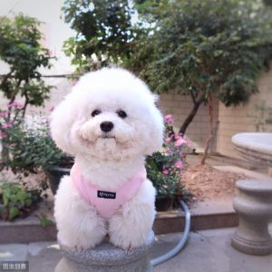 一身卷毛的狗有哪些(一身卷毛的狗有哪些品种)-警犬训练器材厂家 _警犬训练用品_工作犬训练用品-南京开久警犬装备