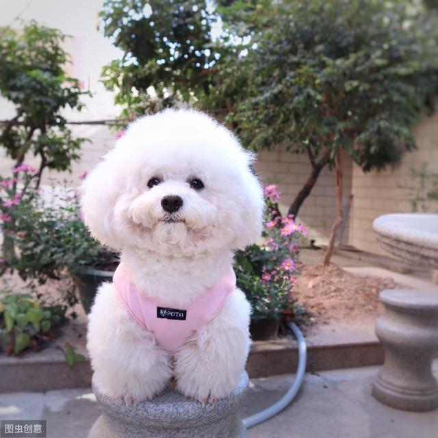 一身卷毛的狗有哪些(一身卷毛的狗有哪些品种) - 警犬训练器材厂家 _警犬训练用品_工作犬训练用品-南京开久警犬装备-警犬训练器材厂家 _警犬训练用品_工作犬训练用品-南京开久警犬装备