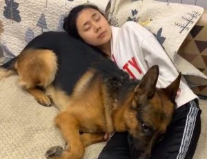 怎么才能让狗狗上自己(怎么才能让狗狗不叫)-警犬训练器材厂家 _警犬训练用品_工作犬训练用品-南京开久警犬装备