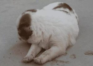 狗得了细小吃什么药见效快?治疗犬细小的特效药-警犬训练器材厂家 _警犬训练用品_工作犬训练用品-南京开久警犬装备