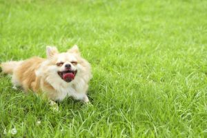 狗狗得犬瘟热吃什么药(狗狗得犬瘟热吃什么药走路稳)-警犬训练器材厂家 _警犬训练用品_工作犬训练用品-南京开久警犬装备