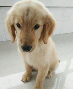 石家庄宠物狗(石家庄宠物狗上门回收)-警犬训练器材厂家 _警犬训练用品_工作犬训练用品-南京开久警犬装备