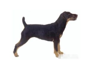 多伯曼犬(多伯曼犬欺负女孩第几集)-警犬训练器材厂家 _警犬训练用品_工作犬训练用品-南京开久警犬装备