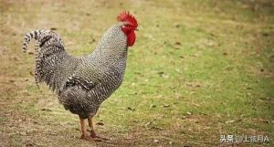 夜晚狗叫是不是地震征兆(地震后狗叫得厉害还有什么征兆)-警犬训练器材厂家 _警犬训练用品_工作犬训练用品-南京开久警犬装备