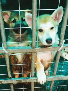 福州最大的宠物狗市场(福州最大的宠物狗市场在哪里)-警犬训练器材厂家 _警犬训练用品_工作犬训练用品-南京开久警犬装备