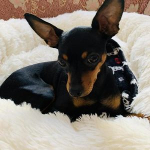 迷你杜宾和小鹿犬的区别(迷你杜宾和小鹿犬的区别是什么?)-警犬训练器材厂家 _警犬训练用品_工作犬训练用品-南京开久警犬装备