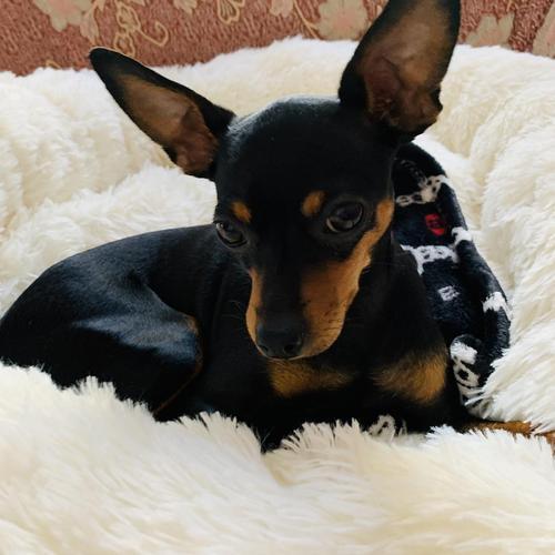 迷你杜宾和小鹿犬的区别(迷你杜宾和小鹿犬的区别是什么?) - 警犬训练器材厂家 _警犬训练用品_工作犬训练用品-南京开久警犬装备-警犬训练器材厂家 _警犬训练用品_工作犬训练用品-南京开久警犬装备