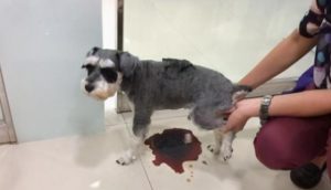 狗狗可以吃芭乐吗？狗狗可以吃芭乐肉吗-警犬训练器材厂家 _警犬训练用品_工作犬训练用品-南京开久警犬装备