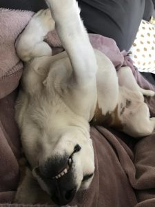 狗狗睡觉姿势解读狗狗的睡觉姿势选择大揭秘-警犬训练器材厂家 _警犬训练用品_工作犬训练用品-南京开久警犬装备