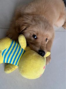 两个月的小狗拉肚子怎么办(两个月大的小狗有点拉肚子怎么办)-警犬训练器材厂家 _警犬训练用品_工作犬训练用品-南京开久警犬装备