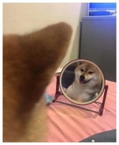 狗照镜子反应(狗狗照镜子没有反应)-警犬训练器材厂家 _警犬训练用品_工作犬训练用品-南京开久警犬装备