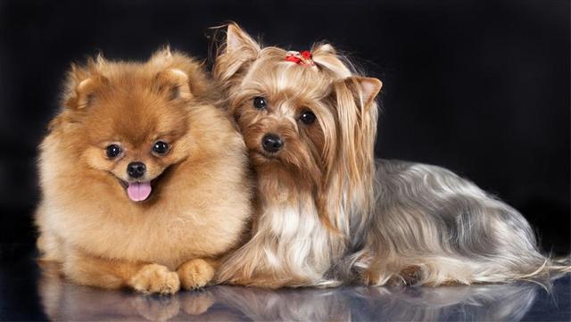 杯杯犬多少钱一只 一杯茶杯犬多少钱 - 警犬训练器材厂家 _警犬训练用品_工作犬训练用品-南京开久警犬装备-警犬训练器材厂家 _警犬训练用品_工作犬训练用品-南京开久警犬装备