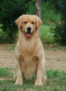 金毛寻回犬寿命(金毛寻回犬和金毛的区别)-警犬训练器材厂家 _警犬训练用品_工作犬训练用品-南京开久警犬装备