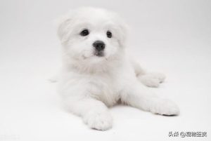 小型白博美犬(小型博美犬多少钱一只)-警犬训练器材厂家 _警犬训练用品_工作犬训练用品-南京开久警犬装备