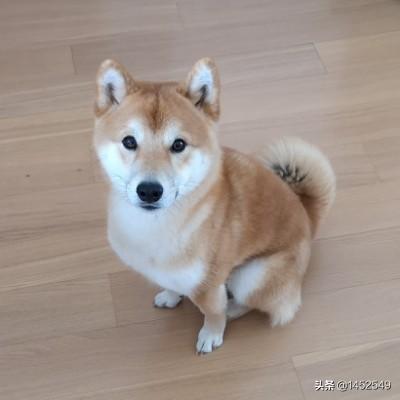 贵州下司镇赶集狗市(贵州下司镇赶集时间) - 警犬训练器材厂家 _警犬训练用品_工作犬训练用品-南京开久警犬装备-警犬训练器材厂家 _警犬训练用品_工作犬训练用品-南京开久警犬装备