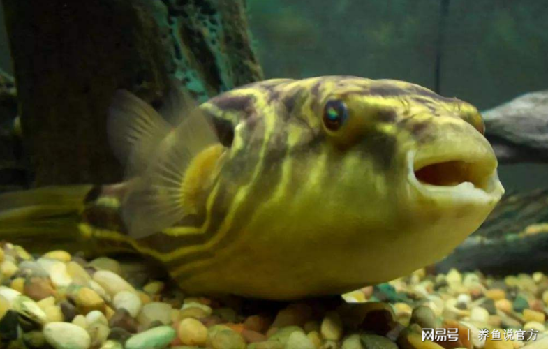 狗头鱼怎么养(狗头鱼怎么养胖) - 警犬训练器材厂家 _警犬训练用品_工作犬训练用品-南京开久警犬装备-警犬训练器材厂家 _警犬训练用品_工作犬训练用品-南京开久警犬装备