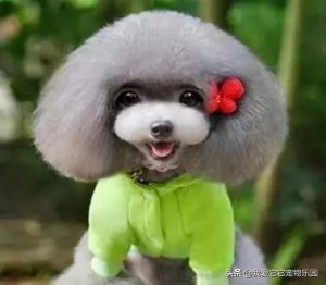 狗狗犯错怎么教训:狗狗犯错被主人骂了一顿-警犬训练器材厂家 _警犬训练用品_工作犬训练用品-南京开久警犬装备