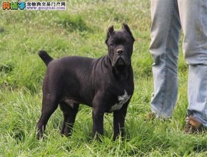 卡斯罗犬价格(卡斯罗多少钱)-警犬训练器材厂家 _警犬训练用品_工作犬训练用品-南京开久警犬装备