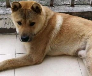 中华田园狗(中华田园狗)-警犬训练器材厂家 _警犬训练用品_工作犬训练用品-南京开久警犬装备