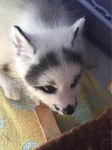 狐跟狗个性一样-警犬训练器材厂家 _警犬训练用品_工作犬训练用品-南京开久警犬装备