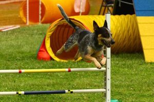 狗狗初级训练科目狗狗3大基础训练  狗狗初级训练科目有哪些-警犬训练器材厂家 _警犬训练用品_工作犬训练用品-南京开久警犬装备