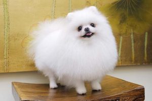 小型宠物狗的种类(宠物狗种类介绍)-警犬训练器材厂家 _警犬训练用品_工作犬训练用品-南京开久警犬装备