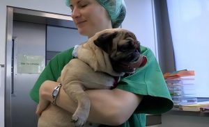 为什么狗会配人(配过狗为什么还流血)-警犬训练器材厂家 _警犬训练用品_工作犬训练用品-南京开久警犬装备