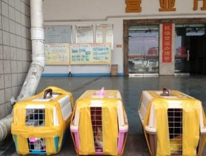 火车托运狗狗要办理什么手续(狗狗火车托运需要什么手续)-警犬训练器材厂家 _警犬训练用品_工作犬训练用品-南京开久警犬装备