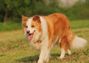 边牧幼犬多少钱一只纯种(边牧幼犬耳朵一只不立)-警犬训练器材厂家 _警犬训练用品_工作犬训练用品-南京开久警犬装备