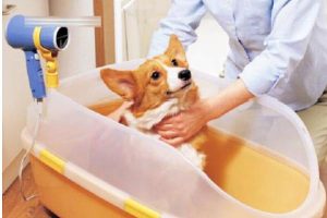 除狗虱子的 *** (去虱子最有效的 *** )-警犬训练器材厂家 _警犬训练用品_工作犬训练用品-南京开久警犬装备