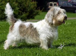 贝吉格里芬凡丁犬价格(贝吉格里芬凡丁犬适合家里养吗)-警犬训练器材厂家 _警犬训练用品_工作犬训练用品-南京开久警犬装备