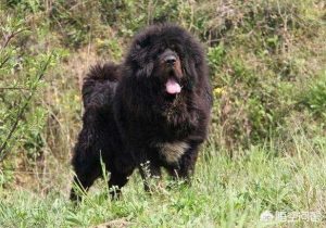 我国藏獒警犬，藏獒为何成不了警犬阅读答案-警犬训练器材厂家 _警犬训练用品_工作犬训练用品-南京开久警犬装备