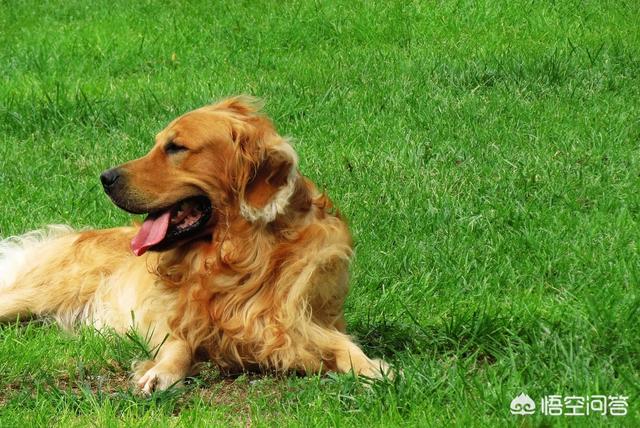 关于小狗的全部资料 - 警犬训练器材厂家 _警犬训练用品_工作犬训练用品-南京开久警犬装备-警犬训练器材厂家 _警犬训练用品_工作犬训练用品-南京开久警犬装备