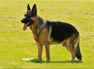 平背德牧犬价格_ *** 平背德牧犬 ***-警犬训练器材厂家 _警犬训练用品_工作犬训练用品-南京开久警犬装备