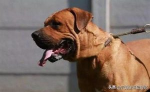 什么狗能咬死藏獒(能咬死藏獒的狗)-警犬训练器材厂家 _警犬训练用品_工作犬训练用品-南京开久警犬装备