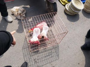 清河县狗市在哪里(清河县狗市什么时候集)-警犬训练器材厂家 _警犬训练用品_工作犬训练用品-南京开久警犬装备