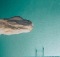 猎犬是什么样子的(猎犬之王是什么犬)-警犬训练器材厂家 _警犬训练用品_工作犬训练用品-南京开久警犬装备