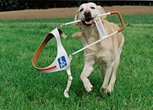 导盲犬的介绍(导盲犬的介绍文)-警犬训练器材厂家 _警犬训练用品_工作犬训练用品-南京开久警犬装备