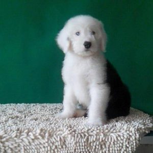 古牧为什么是禁养犬(古牧在上海是禁养犬吗)-警犬训练器材厂家 _警犬训练用品_工作犬训练用品-南京开久警犬装备