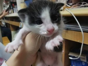 重庆最大的猫狗市场在哪里(重庆南坪狗市场在哪里最大)-警犬训练器材厂家 _警犬训练用品_工作犬训练用品-南京开久警犬装备