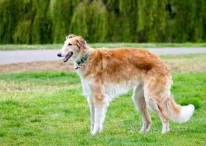 波索尔犬价格(波索尔犬 *** )-警犬训练器材厂家 _警犬训练用品_工作犬训练用品-南京开久警犬装备