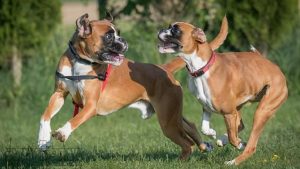 狗狗为什么喜欢追尾巴？狗狗为什么喜欢摇尾巴?-警犬训练器材厂家 _警犬训练用品_工作犬训练用品-南京开久警犬装备