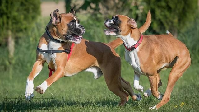 狗狗为什么喜欢追尾巴？狗狗为什么喜欢摇尾巴? - 警犬训练器材厂家 _警犬训练用品_工作犬训练用品-南京开久警犬装备-警犬训练器材厂家 _警犬训练用品_工作犬训练用品-南京开久警犬装备