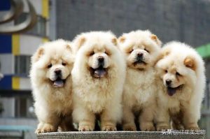 熊狮犬和松狮犬一样吗(熊狮犬和松狮犬哪个好)-警犬训练器材厂家 _警犬训练用品_工作犬训练用品-南京开久警犬装备