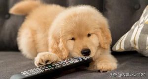 正确处理我们与狗狗之间的关系成犬饲养-警犬训练器材厂家 _警犬训练用品_工作犬训练用品-南京开久警犬装备