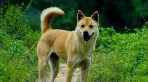 二郎神的狗(二郎神的狗 *** )-警犬训练器材厂家 _警犬训练用品_工作犬训练用品-南京开久警犬装备