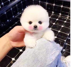 最萌的狗_最可爱的狗-警犬训练器材厂家 _警犬训练用品_工作犬训练用品-南京开久警犬装备