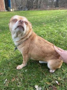 狗茎进入(狗什么时候进入中国)-警犬训练器材厂家 _警犬训练用品_工作犬训练用品-南京开久警犬装备