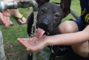 泰皇身边的犬-警犬训练器材厂家 _警犬训练用品_工作犬训练用品-南京开久警犬装备